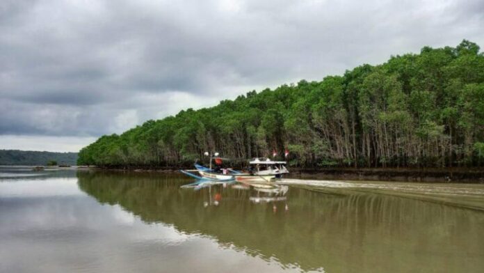BNI Perkuat Konservasi Mangrove di Banyuwangi dan Ekonomi Warga Pesisir