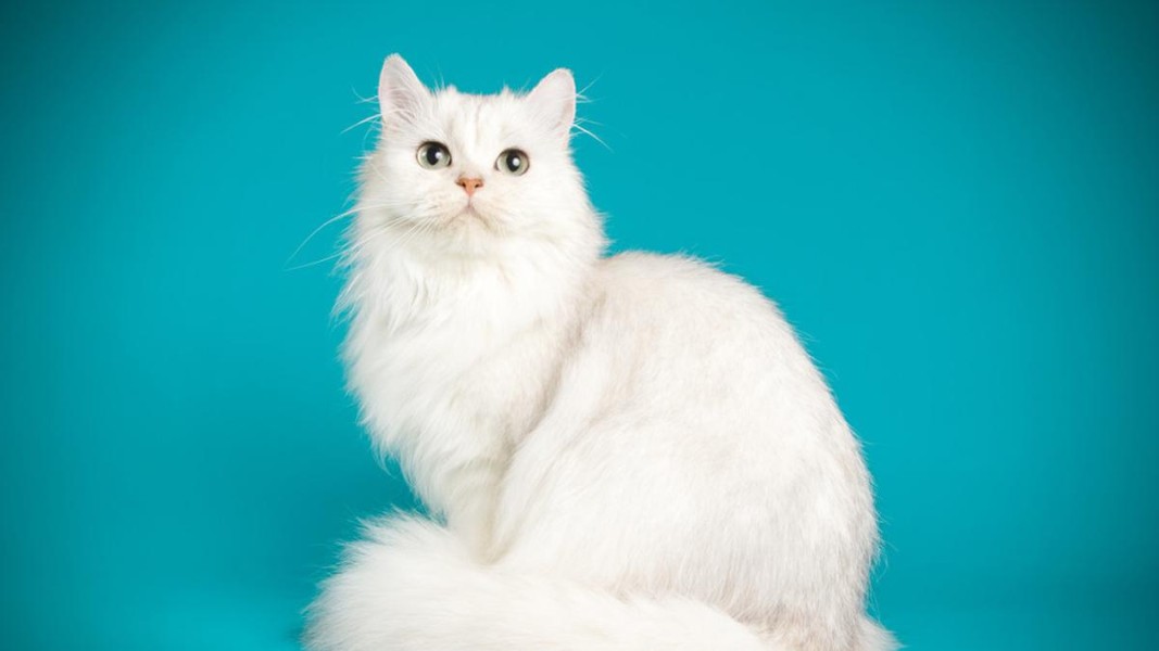 Daftar 7+ Kucing Termahal di Dunia Lengkap dengan Harganya