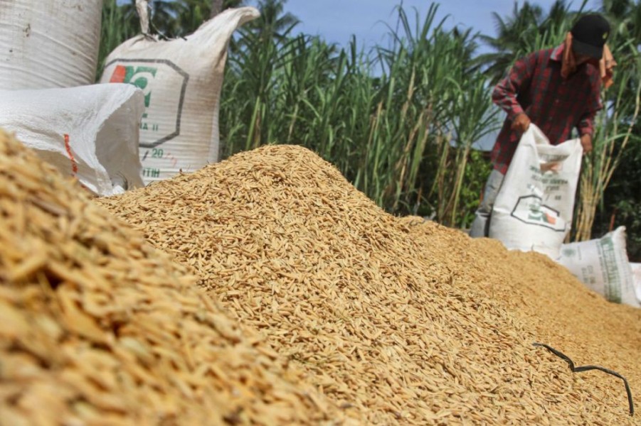 Petani Pati Diuntungkan, Harga Gabah Tembus Rp7.700