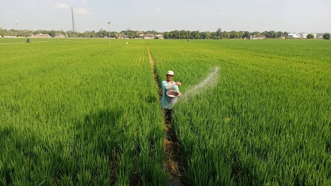 Aturan Baru Pupuk Bersubsidi, Petani Tetap Bisa Tebus dengan Mudah