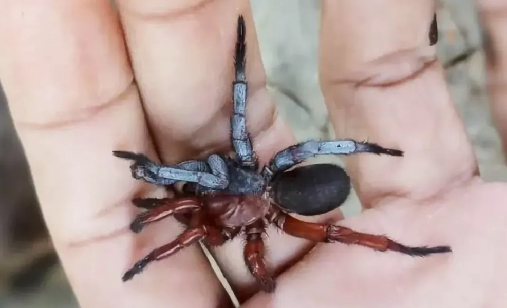 Spesies Laba-Laba Gynandromorph Bilateral Menjadi Penemuan Ilmiah Menarik