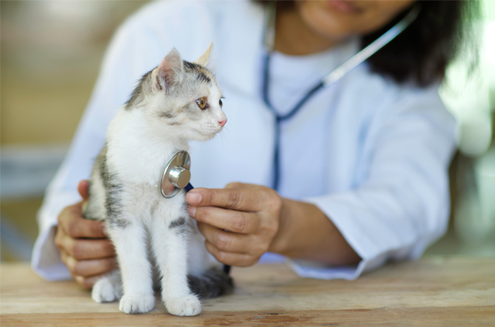 Tantangan Dokter Hewan Bukan di Meja Operasi