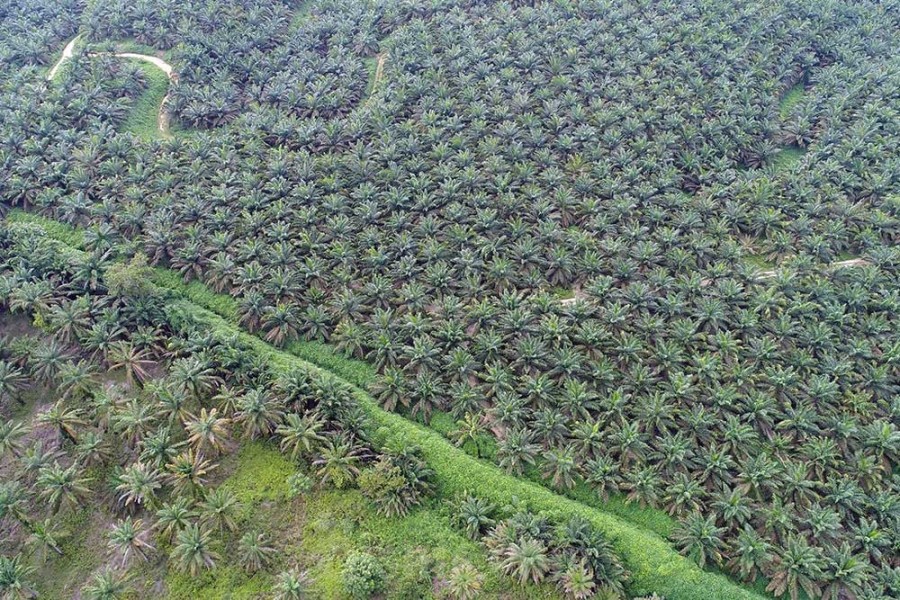 Astra Agro Tingkatkan Replanting, Capex Semester I Rp250 Miliar