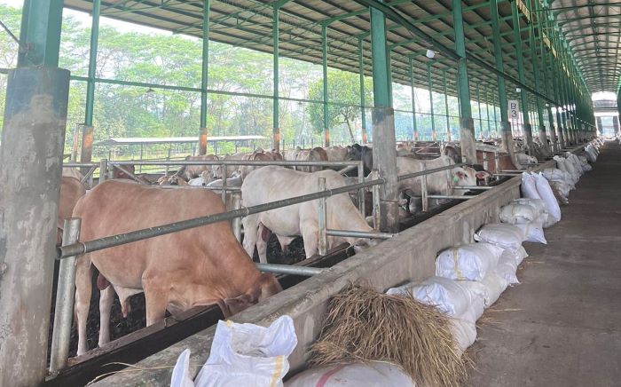 Estika Tata Tiara (BEEF) Siap Diversifikasi Bisnis Susu dan Kerbau