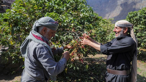 Inovasi Para Petani Yaman: Meningkatkan Cita Rasa Kopi dengan Fermentasi