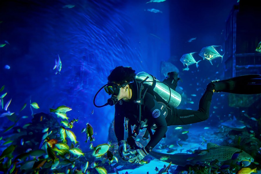 Petualangan Seru Marine Safari Bali 2025 Petualangan Seru Marine Safari Bali 2025