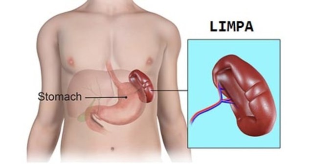 4 Fungsi Limpa bagi Tubuh dan Gangguan yang Sering Terjadi