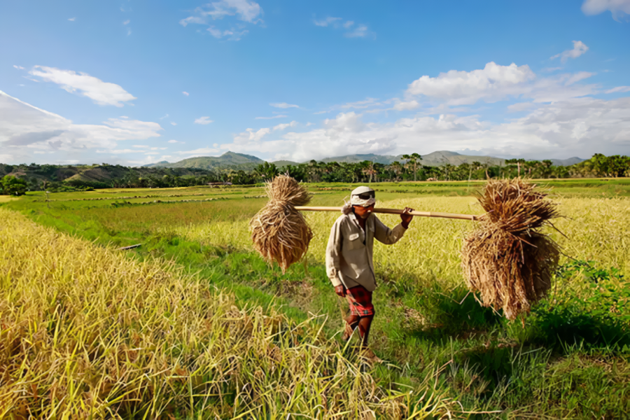Petani Siak Bangkit Dengan Semangat Baru