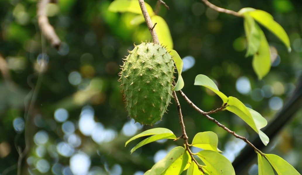 9 Fakta Ilmiah Resep Sirsak dan Madu sebagai Terapi Pendukung Pengobatan Kanker