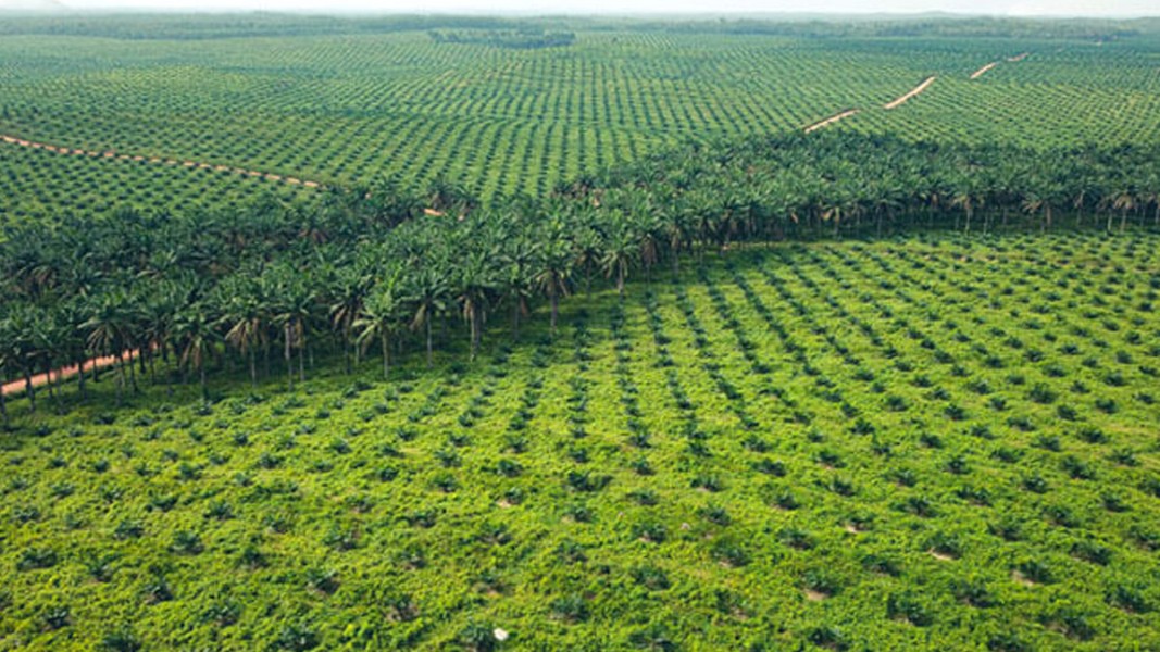 PalmCo Kelola Lebih 600 Ribu Hektare Sawit Nasional Berbasis Transformasi