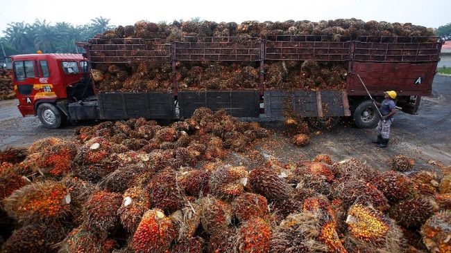 Harga CPO Awal Pekan Diprediksi Tetap Menguat Seiring Tren Bullish