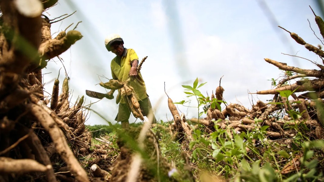 Harga Acuan Singkong Resmi Berlaku, Petani Lampung Semangat Naikkan Produksi