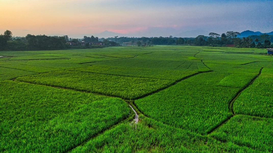 UMPR Cetak 2.000 Ahli Pratama Pertanian untuk Perkuat Food Estate Kalteng