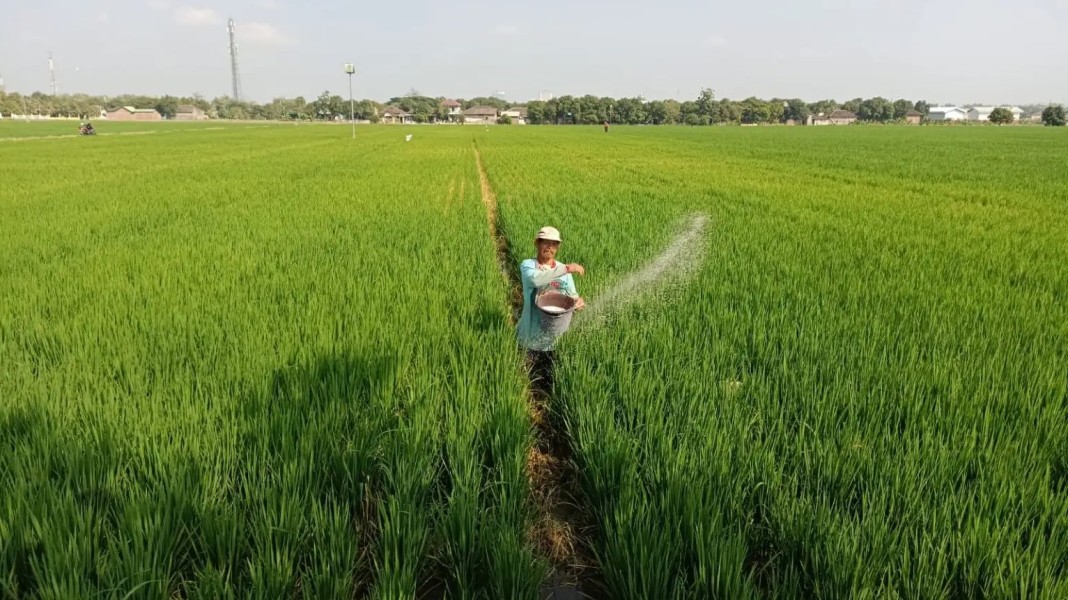 Langkah Pemerintah Permudah Pupuk Bersubsidi, Produktivitas Pertanian Meningkat Signifikan