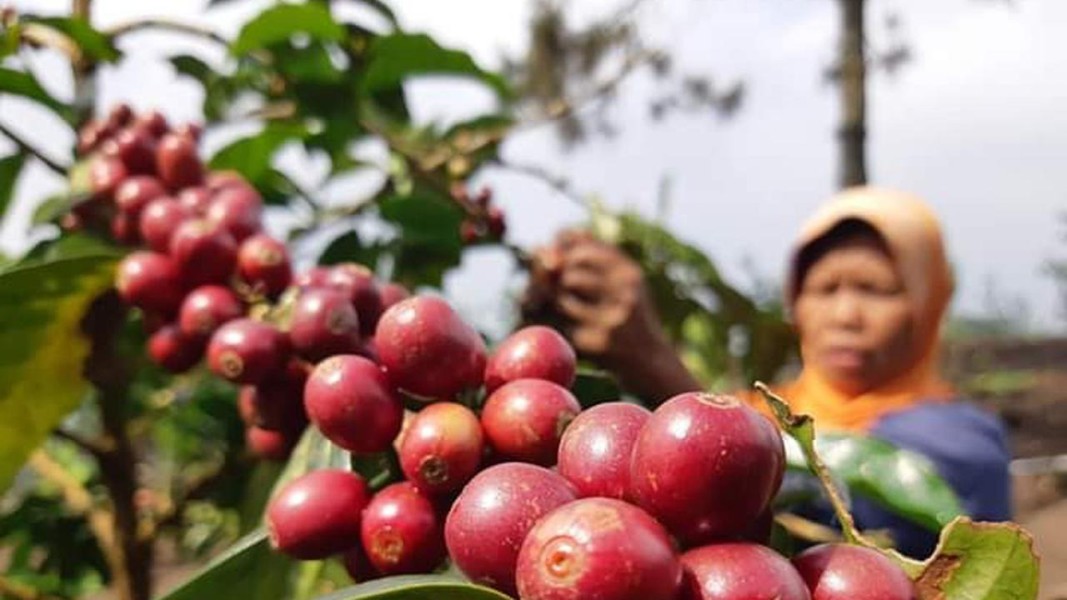 LDC Indonesia Perkuat Ketahanan Petani Kopi Melalui Pertanian Regeneratif SCI