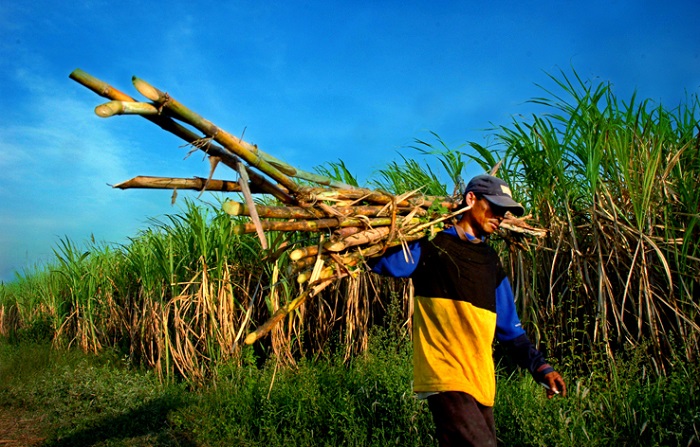 Pemerintah dan Petani Tebu Bersinergi Wujudkan Swasembada Gula Nasional
