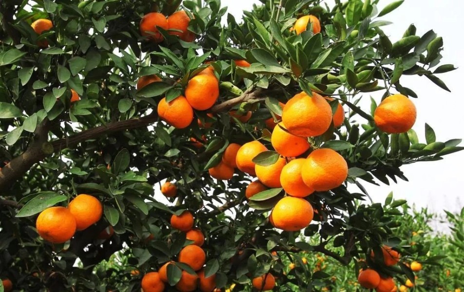 Panduan 9 Makanan Penunjang Imun Tubuh Cocok Saat Sahur dan Berbuka