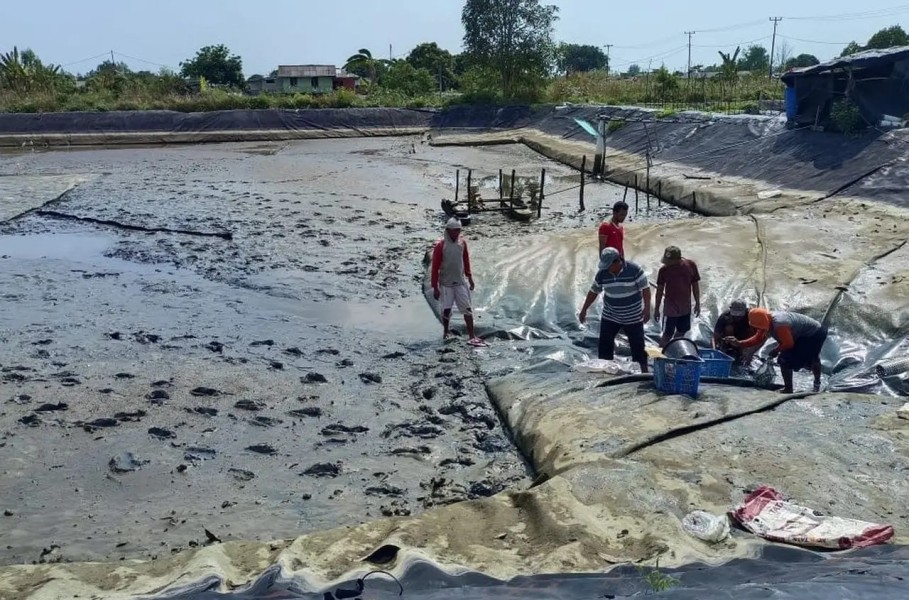 Produksi Tambak Udang Kebumen Melonjak, KKP Catat Capai 358,97 Ton