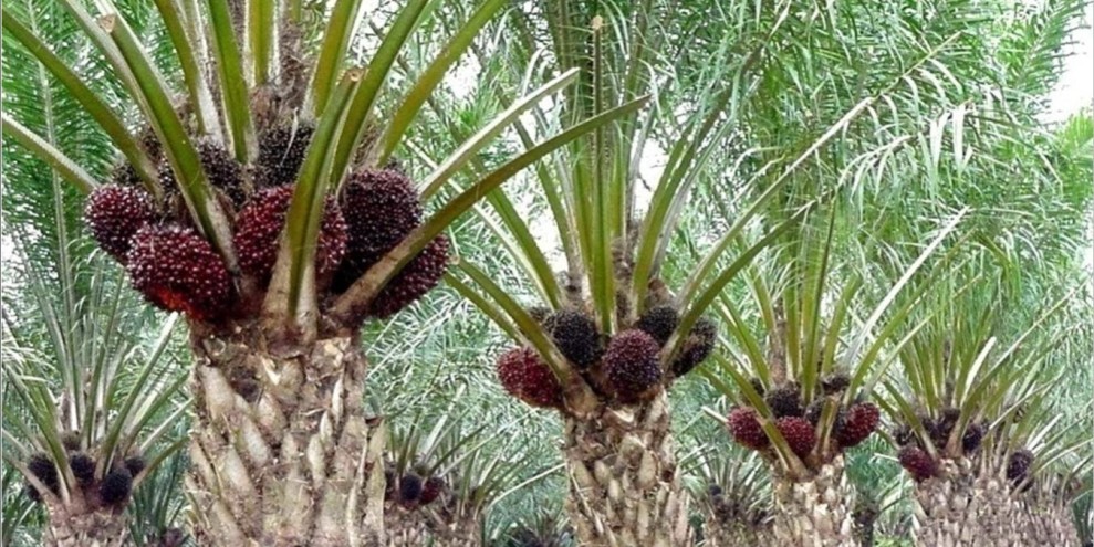 Digitalisasi Dorong Industri Sawit Semakin Efisien dan Produktif Nasional
