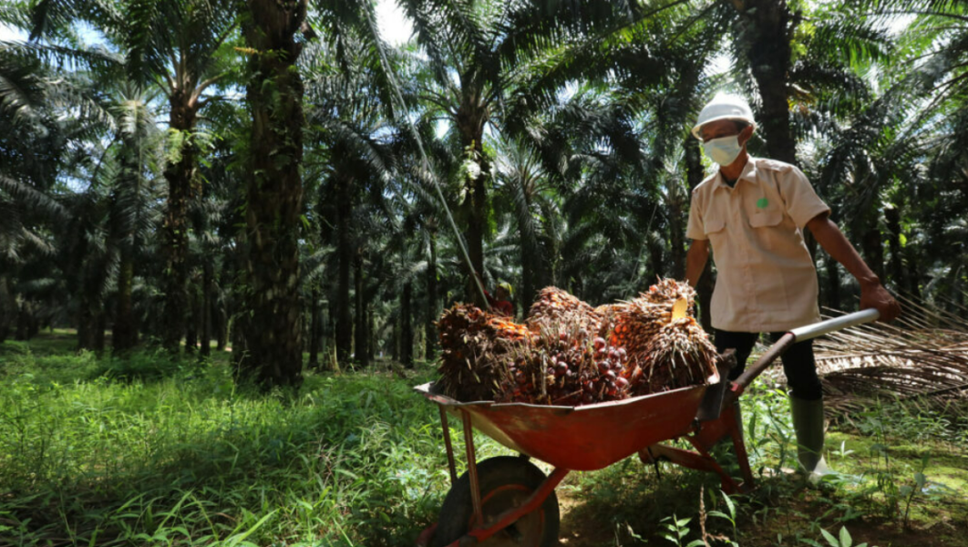 Solidaridad Berbagi Pengalaman Pendampingan Petani Sawit dalam Pengajuan E-STDB di Forum Siak Hijau