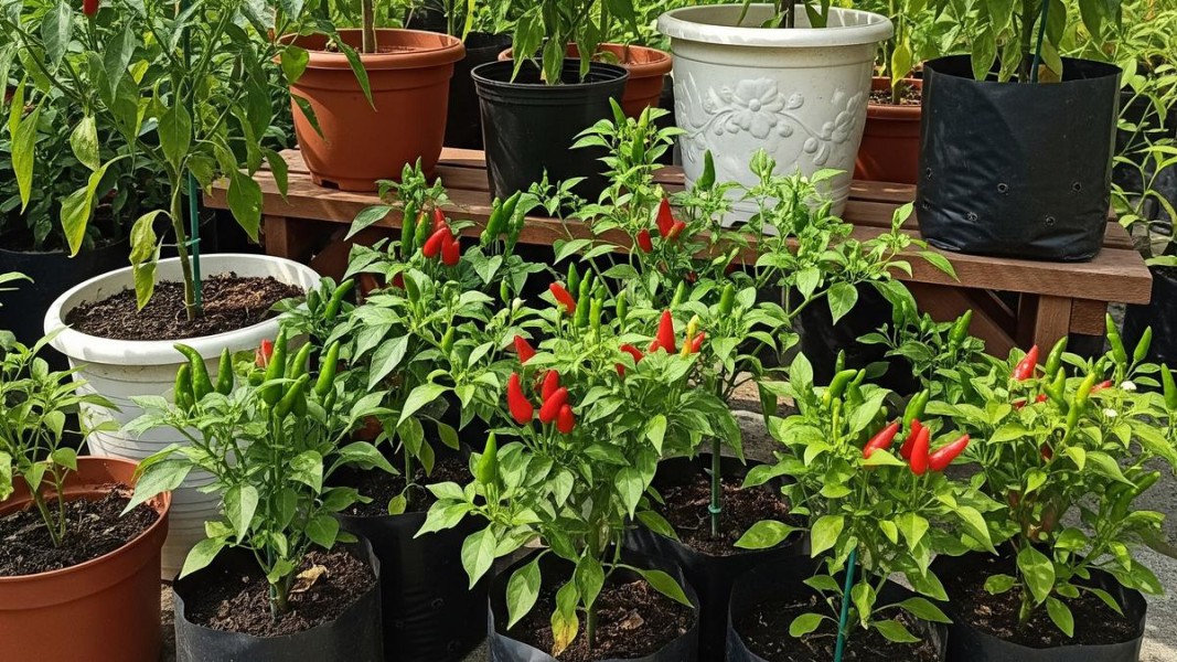Rahasia Menanam Cabai di Rumah Agar Panen Melimpah dan Tahan Penyakit