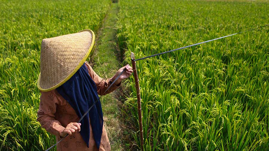 Strategi Kemitraan SPPG dan Petani Perkuat Pasokan Menu Makan Bergizi Gratis di Penajam Paser Utara