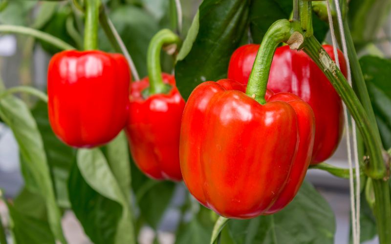 10 Pilihan Makanan Bergizi yang Membantu Menjaga Kesehatan Mata Sehari-hari