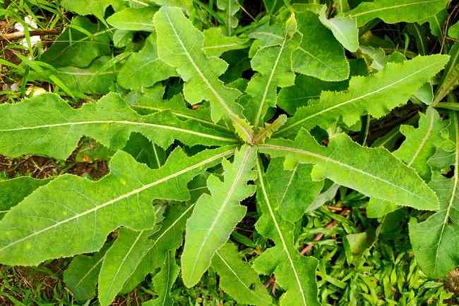 9 Bahan Alam Ampuh Redakan Asam Urat dengan Mudah