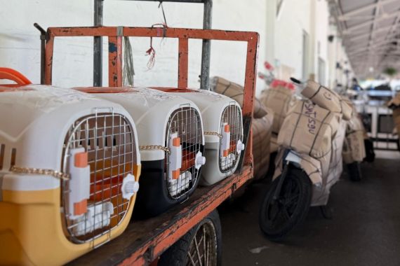 KAI Logistik Pastikan Perjalanan Kucing Aman Nyaman