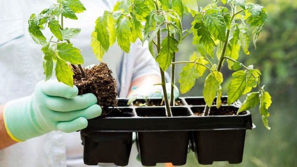 Bisnis Desa yang Paling Menguntungkan di Tahun 2025