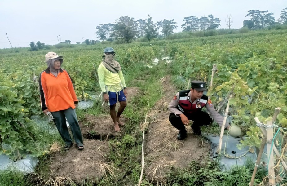 Polisi dan Petani di Sidoarjo Bersatu Dukung Asta Cita Prabowo Lewat Ketahanan Pangan dari Ladang Melon