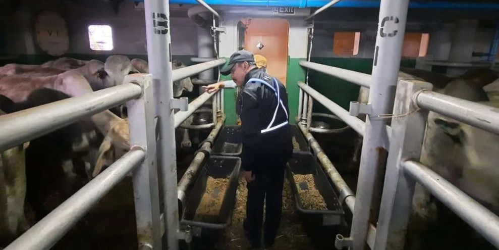 BEEF Impor Sapi Perah untuk Dukung Program MBG 2026