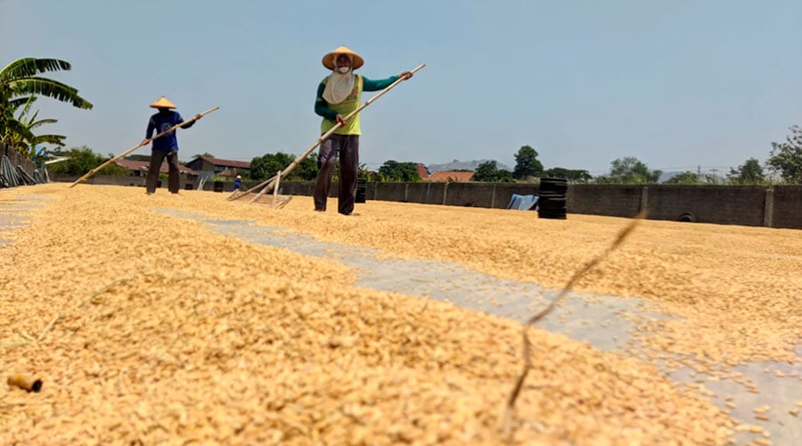 Bulog Optimalkan Serapan Gabah Petani Demi Pasokan Beras Terjaga