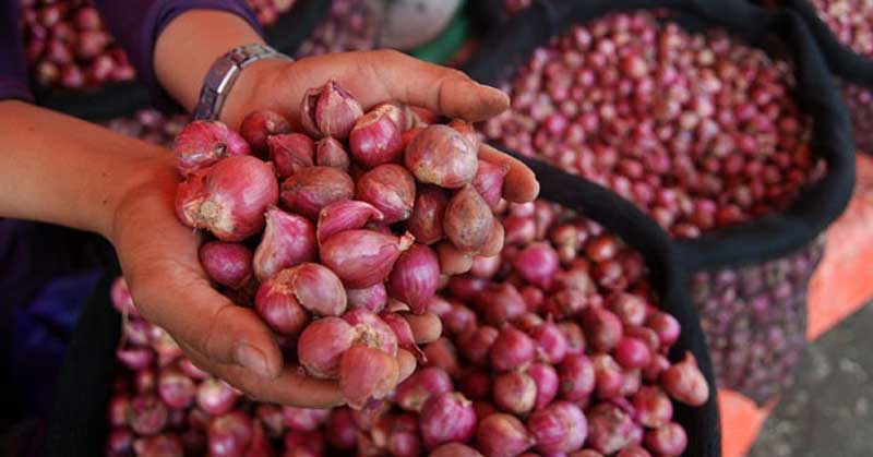 Petani Bawang Merah Senang, Stok Naik Harga Tetap Bagus