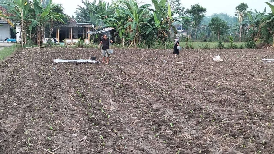 Inovasi Petani Lamongan Atasi Cuaca Tak Menentu Saat Tanam