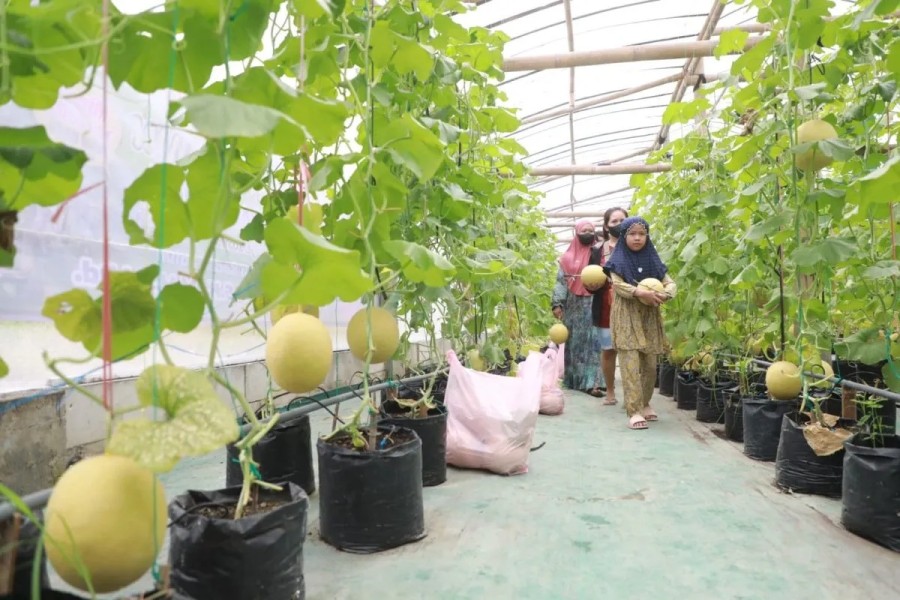Petani Muda Madiun Hadirkan Wisata Petik Melon