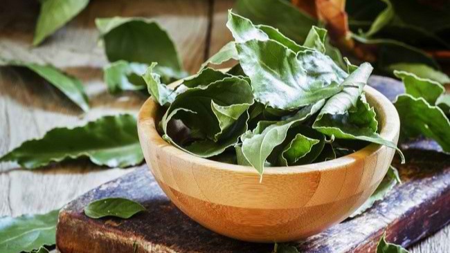 4 Manfaat Daun Salam, Mulai dari Diabetes Hingga Mengatasi Racun di Tubuh