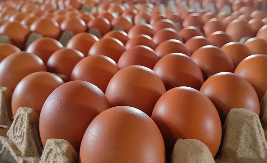 Langkah Strategis MBG Dorong Harga Telur Tetap Stabil di Seluruh Indonesia