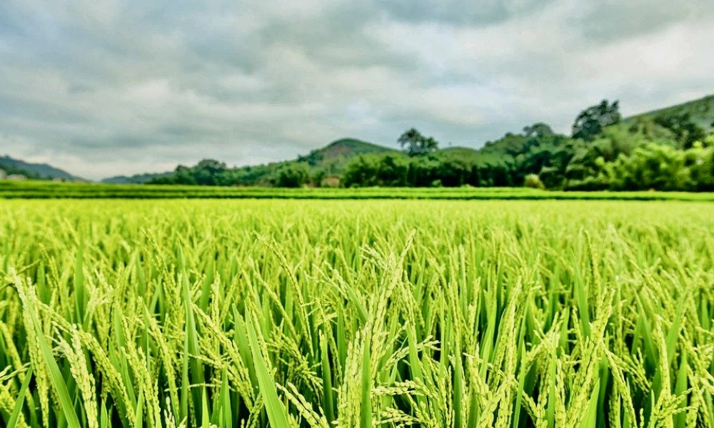 Pemerintah Tegaskan Larangan Alih Fungsi Lahan Sawah Dilindungi (LSD) untuk Perumahan: Penetapan 2,7 Juta Hektar LSD Baru di 12 Provinsi