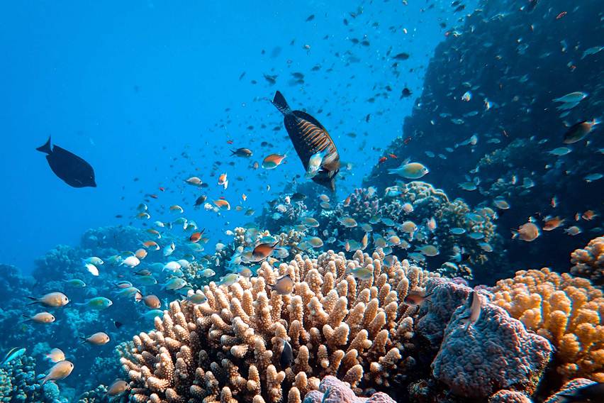 Peluncuran TFCCA Tandai Komitmen Global Jaga Terumbu Karang Indonesia