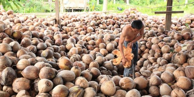 Harga Kelapa Naik Tajam, Petani Gembira Namun Industri Serukan Moratorium Ekspor