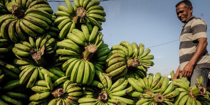 Harga Pisang Barangan Ramadhan Memberikan Dampak Positif bagi Petani Lhokseumawe