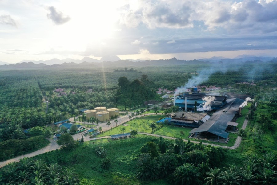 Eagle High Plantations (BWPT) Siapkan Capex 2026 Sekitar 5 Persen dari Pendapatan 2025