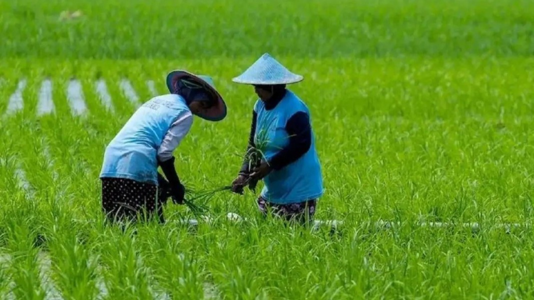 Program Regenerasi Petani Milenial Jadi Kunci Keberlanjutan Sektor Pertanian