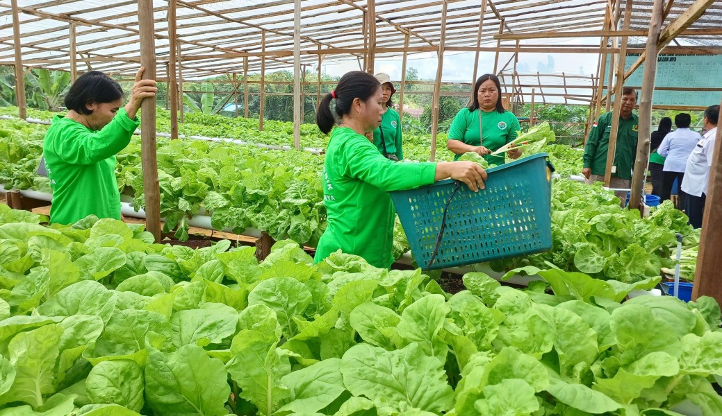 Budidaya Sawi Menjadi Alternatif Ekonomi Petani Tulungagung Yang Lebih Menguntungkan