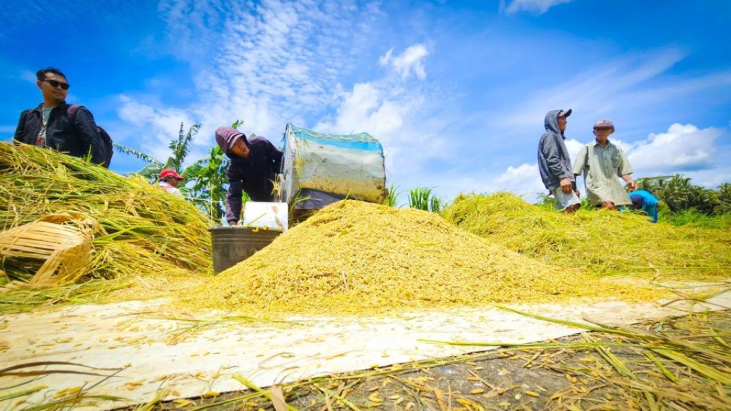 Kesulitan Mencari Tukang Tebas, 70 Persen Petani Tabanan Terlambat Panen Padi