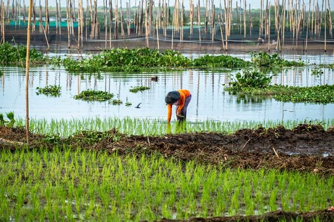 Petani Bersabar Demi Danau Pulih