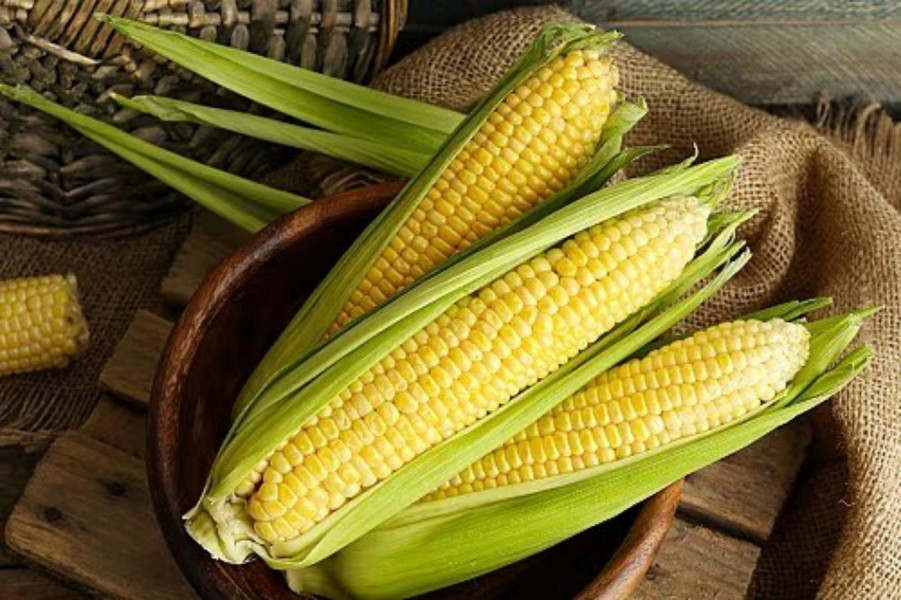 Manfaat Kesehatan Rutin Mengonsumsi Jagung untuk Tubuh Anda