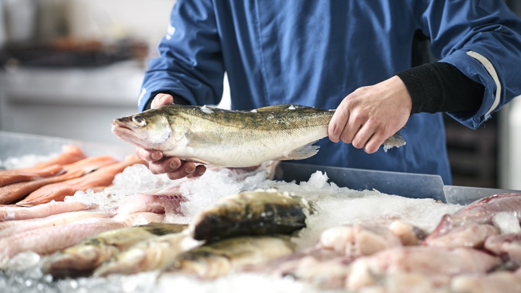 Jenis Ikan Terbaik yang Efektif Menunjang Kesehatan Otak Anda Setiap Hari