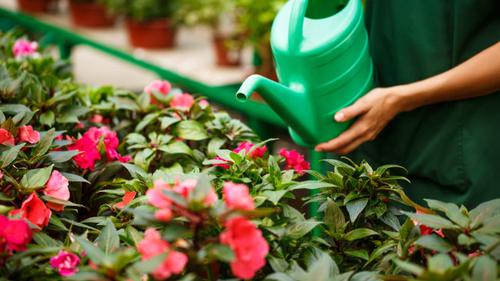 Tips Merawat Bunga Mawar Di Rumah Agar Subur Sehat Dan Rajin Berbunga